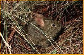Romerolagus diazi (zacatuche)