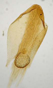 A. catenula CDM 2596