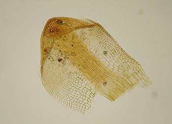 Aloinella boliviana 1 Buchtien s.n