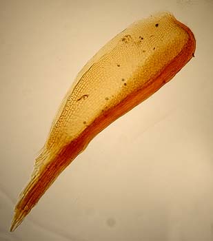 Aloinella cucullatifolia, Mathews 755 p.p.