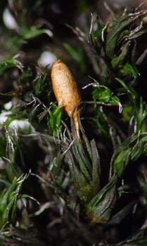 G. longirostris CD 5549 