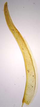 G. mexicana Sharp 4753 leaf