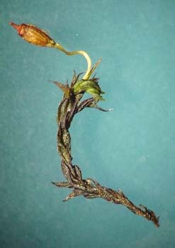 G. pulla AC 2452 plant 1
