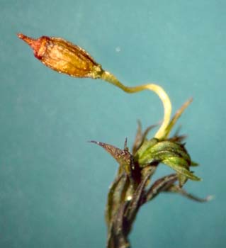 G. pulla AC 2452 plant 4