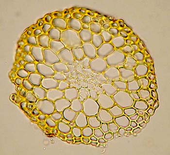 G. pulla AC 2452 stem c.s