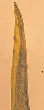 G. pulla AC 2813 leaf apex