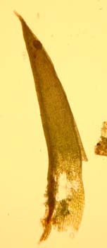 G. pulla, AC 5127