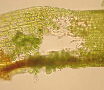 G. pulla, gemmae AC 5127