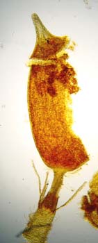 G. tergestina TYPE capsule