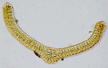 G. tergestina TYPE leaf cs