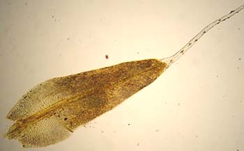 G. tergestina TYPE leaf