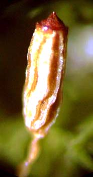 G. trichophylla - 'winged' capsule