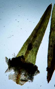 G. trichophylla CD 2202 gemmae on leaf