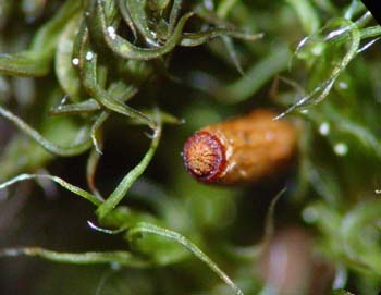 G. trichopylla - capsule