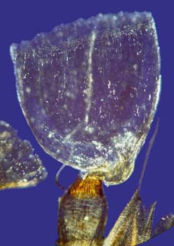 Grimmia anodon CD 2429 (2)