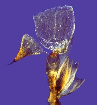 Grimmia anodon CD 2429