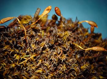 Grimmia atrata, Lewis 87398A