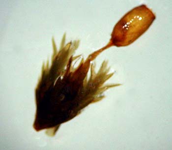 Grimmia herzogii Rose 18882 
