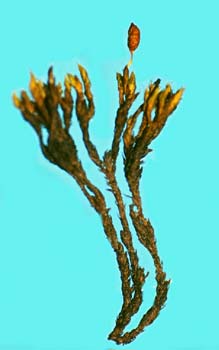 Grimmia herzogii