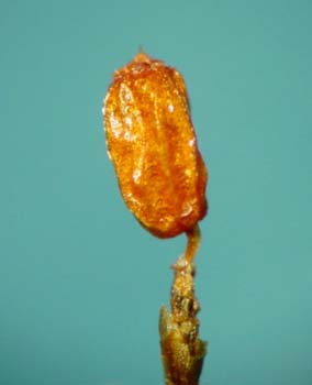 Grimmia involucrata AC 2903 capsule