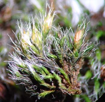 Grimmia involucrata CD 6104 