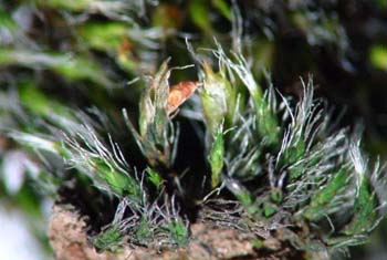 Grimmia involucrata CD 6104 Capsules