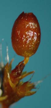 Grimmia involucrata Pringle 10598 Capsule 2 wet
