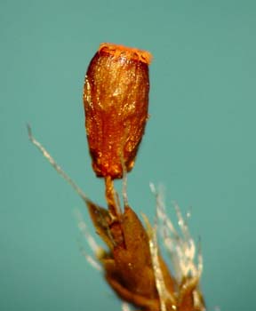 Grimmia involucrata Pringle 10598 back dry