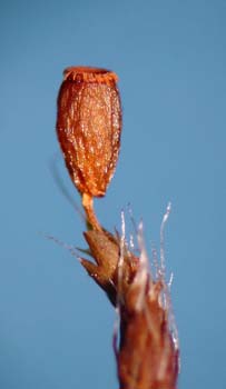 Grimmia involucrata Pringle 10598 lateral dry