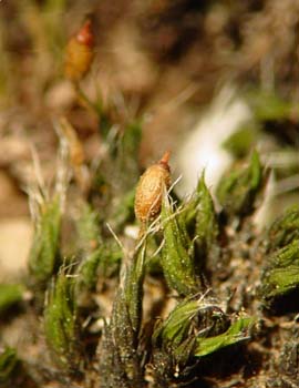 Grimmia longirostris AC 5269 Capsule