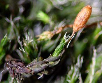 Grimmia longirostris CD 5549 (2)