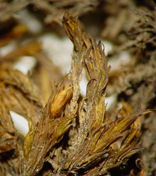 Grimmia mexicana CD 1162 