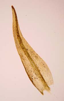 Grimmia mexicana Greven M100, leaf