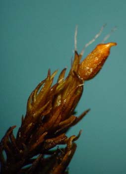 Grimmia montana AJS 4749
