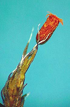 Grimmia navicularis Crosby 11732 stem