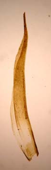 Grimmia ochyriana leaf isotype