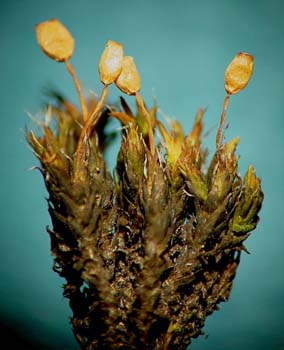 Grimmia ovalis AC 3538 Capsules