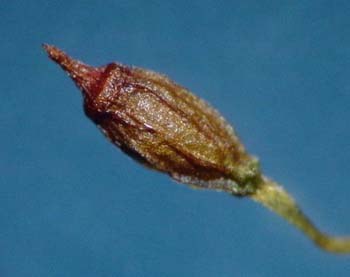 Grimmia pulla AC 2452 capsule