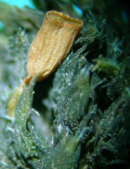 Grimmia reflexidens,  Mahu 20741