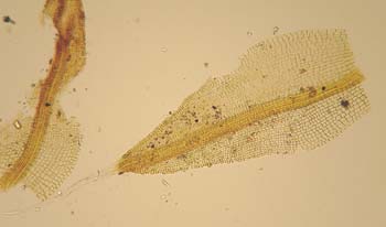 Grimmia tenerrima Hedderson 1235 - lleaf