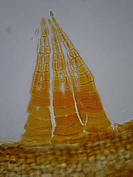 Grimmia tergestina TYPE