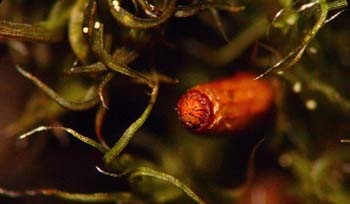 Grimmia trichophylla - capsule