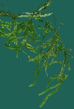 Hildebrandtiella guyanensis copy