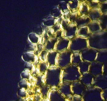 Leptodontium capituligerum polarizada AC5026