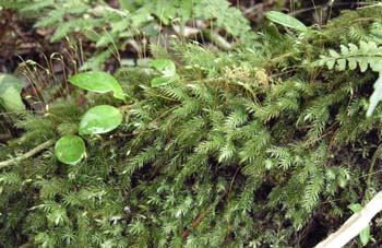 Pyrrhobryum spiniforme CD6952(1)