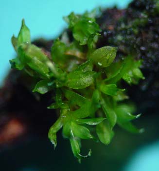 Rhachithecium perpusillum  CD6829(3)