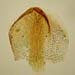 A. boliviana 2 Buchtien s.n