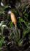 G. longirostris CD 5549 