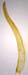 G. mexicana Sharp 4753 leaf