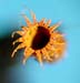 G. navicularis Crosby 11732